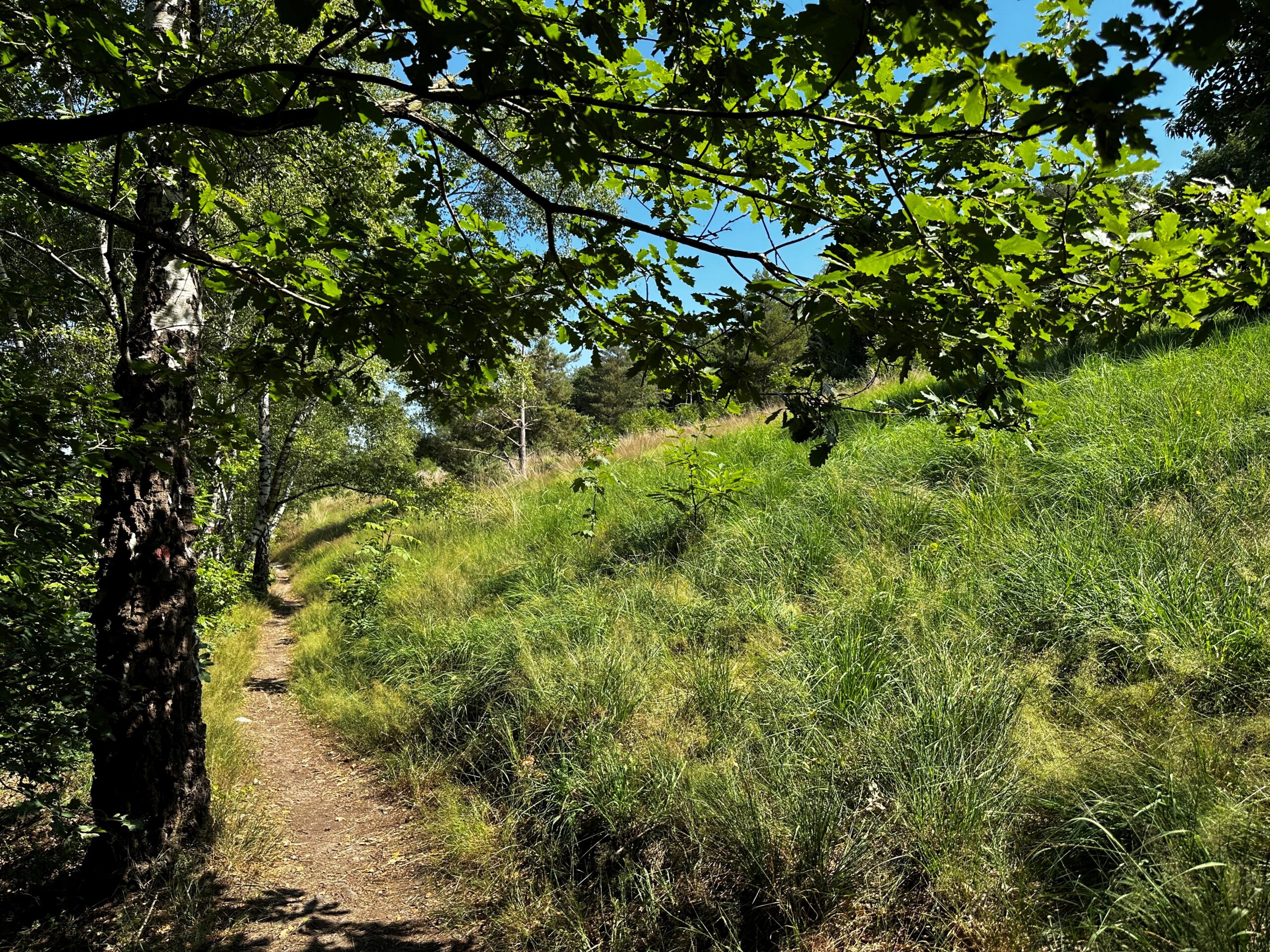 Lande de Mehagne - Paysage de nature - été